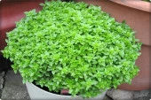 Top Reyhan (Fesleğen) (100 Adet) - 2