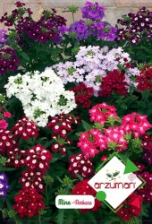 Mine Çiçeği Tohumu (50 Adet) Karışık Renk thumbnail 1