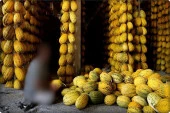 Kavun Tohumu Kırkağaç Tipi (Uzun-Benekli) 10 Gr - 3