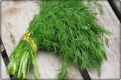 Arzuman Dereotu Tohumu (10 Gr) - 2