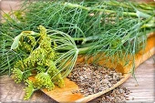 Arzuman Dereotu Tohumu (10 Gr) - 4