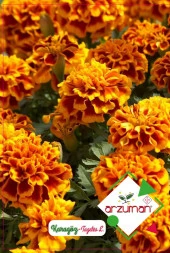 Karagöz Çiçeği Tohumu (50 Adet) - 1