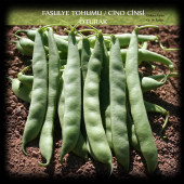Cino Oturak Fasülye Tohumu 1 Kg. (2500+ Adet) Sıla Gina Fasulye Tohumu thumbnail 1