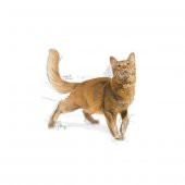 Royal Canin FİT 32 Kedi Maması 15 KG - 3