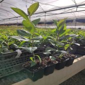 Tüplü Her Bölgeye Uygun 50 Adet Siyah Aronya Fidanı (20-40 Cm) thumbnail 4