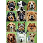 Educa 500 Parçalı Köpekler Puzzle Yapboz Dog College Köpekli Puzzle ve Yapıştırıcısı - 2
