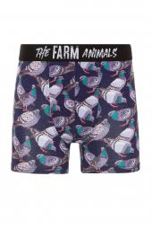 Farm Animals Pigeon Desenli Boxer - 1