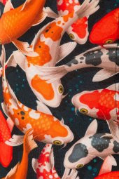 Farm Animals Koi Fishes Desenli Boxer - 5