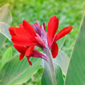Canna Çiçeği Tohumu - 1