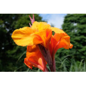 Canna Çiçeği Tohumu - 2