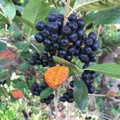 Tüplü 100 Adet Siyah Aronya (Aronia) Chokoberry Fidanı (15-30 cm) thumbnail 3