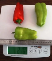 İlgi F1 Hibrit ÜçBurun Biber (1000 çk) - 3