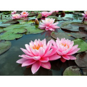 Lotus Çiçeği tohum Nilüfer Çiçeği Tohumu 2 Adet Tohum - 1