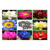 Lotus Çiçeği tohum Nilüfer Çiçeği Tohumu 2 Adet Tohum - 2