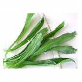 Çin Kişniş Tohumu Uzun Çin Kişnişi Tohumu 25 Adet Tohum thumbnail 1