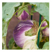 Murat Tohumculuık Rosa Bianca Patlıcan Tohumu - 2