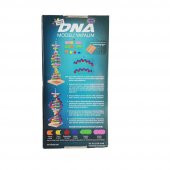 Hobi Eğitim Dünyası Fenset DNA Modeli Yapalıml Eğitici Deney Seti - 5