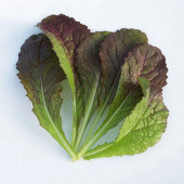 Hardal Otu Tohumu Hardal Tohumu 20 Adet Tohum thumbnail 1