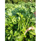 Hardal Otu Tohumu Hardal Tohumu 20 Adet Tohum thumbnail 3