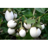 Yumurta Çiçeği Patlıcan Tohumu Mini Yumurta Patlıcan Tohumu Ekim Kiti - 5