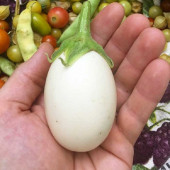 Yumurta Çiçeği Patlıcan Tohumu Mini Yumurta Patlıcan Tohumu - 2