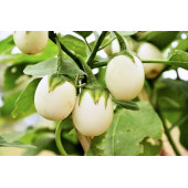 Yumurta Çiçeği Patlıcan Tohumu Mini Yumurta Patlıcan Tohumu - 3