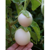 Yumurta Çiçeği Patlıcan Tohumu Mini Yumurta Patlıcan Tohumu - 6