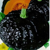 Nadir Thailand Gold Kabak Tohumu Siyah Bal Kabağı Tohumu Ekim Seti thumbnail 3