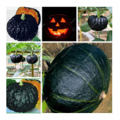 Nadir Thailand Gold Kabak Tohumu 3 Tohum Siyah Bal Kabağı Tohumu thumbnail 3