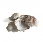 Doğal Dekoratif Deniz Kabuğu 10-12cm 1 Adet - 1