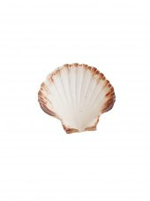 Doğal Dekoratif Deniz Kabuğu 10-12cm 1 Adet - 2