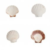 Doğal Dekoratif Deniz Kabuğu 10-12cm 1 Adet - 3