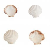 Doğal Dekoratif Deniz Kabuğu 10-12cm 1 Adet - 4