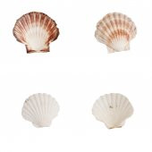 Doğal Dekoratif Deniz Kabuğu 10-12cm 1 Adet - 5