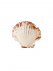 Doğal Dekoratif Deniz Kabuğu 10-12cm 1 Adet - 6