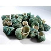 %100 NATUREL DOĞAL GERÇEK DENİZ KABUĞU 500 Gram -MMM4762 - 1