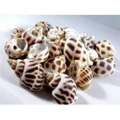 %100 NATUREL DOĞAL GERÇEK DENİZ KABUĞU 500 Gram -MMM4764 - 1