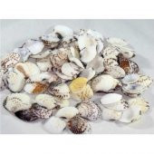 %100 NATUREL DOĞAL GERÇEK DENİZ KABUĞU 500 Gram -MMM4768 - 1