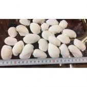 %100 NATUREL DOĞAL GERÇEK DENİZ KABUĞU 500 Gram -MMM4767 - 4