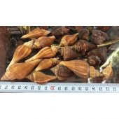%100 NATUREL DOĞAL GERÇEK DENİZ KABUĞU 500 Gram -MMM4763 - 5