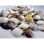 %100 NATUREL DOĞAL GERÇEK DENİZ KABUĞU 500 Gram -MMM4768 - 2