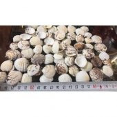 %100 NATUREL DOĞAL GERÇEK DENİZ KABUĞU 500 Gram -MMM4768 - 4