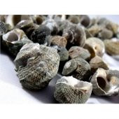 %100 NATUREL DOĞAL GERÇEK DENİZ KABUĞU 500 Gram -MMM4760 - 1