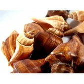 %100 NATUREL DOĞAL GERÇEK DENİZ KABUĞU 500 Gram -MMM4763 - 2