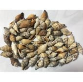 %100 NATUREL DOĞAL GERÇEK DENİZ KABUĞU 500 Gram -MMM4761 - 1