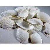%100 NATUREL DOĞAL GERÇEK DENİZ KABUĞU 500 Gram -MMM4767 - 1