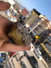 Baltık Doğal Kaya Damla Kehribar Faturalı 65 Gram - Kaya Damla Kehribar Taş - 6