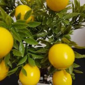 Yapay Limon Ağacı , 23cm. Yapay Limon - 3
