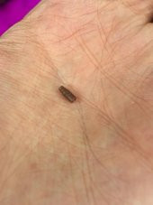 Yazaki 7158-3168-80 Otomotiv Kablo Konnektör 2000 Adet thumbnail 2