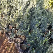 Tüplü Çekiçte Zeytin Fidanı, Kırmalık ve Çizmelik thumbnail 3